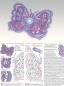 Preview: 652 Klöppelbrief Schmetterling "Farfalla" für Teelichthalter