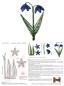 Preview: 226 Klöppelbrief "Blaustern - Scilla"  -   Blümchen in 3D-Optik